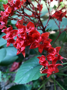 狀元紅網(wǎng)，揭秘4987精準(zhǔn)資料的秘密，狀元紅網(wǎng)揭秘，精準(zhǔn)資料4987背后的秘密