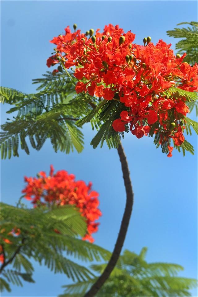 狀元紅，揭秘4987最準(zhǔn)最快的秘密武器，狀元紅，揭秘最準(zhǔn)最快的秘密武器 4987