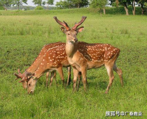 最新版本的6566cc澳彩資料大全介紹及特色功能解析，最新6566cc澳彩資料大全介紹與特色功能深度解析