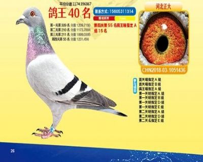 王中王四馬一肖，探尋背后的故事與奧秘，王中王四馬一肖，背后的故事與奧秘探尋