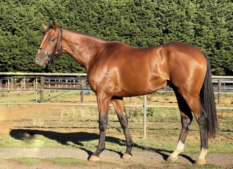今晚澳門特馬開什么？今晚四不像的探討，今晚澳門特馬開彩結果及四不像探討