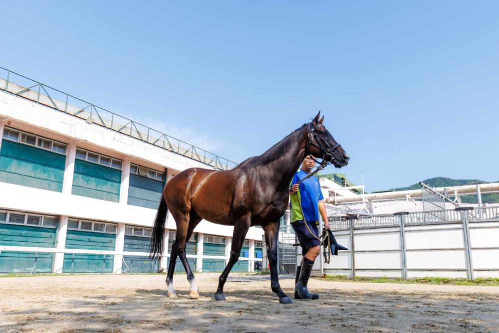 香港賽馬，77777與88888的激情碰撞，香港賽馬盛宴，激情碰撞的77777與88888對決