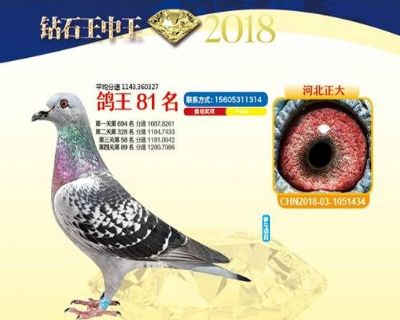 王中王四馬一肖，探尋背后的故事與奧秘，王中王四馬一肖，背后的故事與奧秘探尋